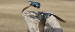 2017-11-13 Neonics linked to songbird deaths, Western Producer