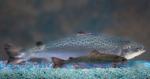 2012-12-21 Engineered Fish Moves a Step Closer to Approval, New York Times