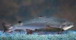 2012-12-21 Engineered Fish Moves a Step Closer to Approval, New York Times