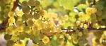 2017-06-08 Health Canada holds off on neonicotinoid ban, Western Producer