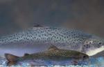 2012-12-22 FDA Pushes to Release Genetically Modified Salmon into Environment