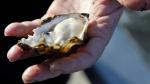 2018-04-09 2 B.C. oyster farms closed after norovirus outbreak, CBC