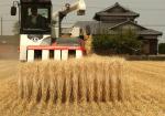 2018-07-30 The mysterious case of Alberta's rogue GMO wheat: Could it happen again? Calgary Herald