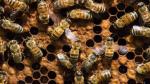 2018-04-12 (updated 04-16) Lawsuit blaming pesticides for bee deaths will go ahead, CP (neonics, imidacloprid, PMRA)