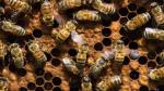 2018-04-12 (updated 04-16) Lawsuit blaming pesticides for bee deaths will go ahead, CP (neonics, imidacloprid, PMRA)