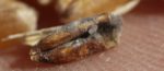 2013-01-11 Increased disease in GMO crops. Plant disease (fusarium) in food crops affects human health. Club root.