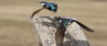 2017-11-13  Neonics linked to songbird deaths, Western Producer