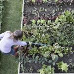 2019-12-01 Legal action in Australia against Roundup (Bayer-Monsanto), Sydney Morning Herald. Countries that are banning roundup.