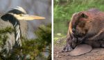 2018-08-02 (Salish Sea) Save French Creek Estuary Land (building sea-side, sea-level housing in rising sea levels)