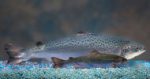 2012-12-21 Engineered Fish Moves a Step Closer to Approval, New York Times