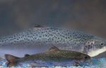 2012-12-22  FDA Pushes to Release Genetically Modified Salmon into Environment