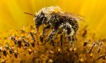 2013-04-29 A win! Bee-harming pesticides banned in Europe, The Guardian