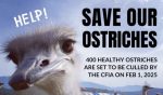 2025-01-31    UPDATE - A setback I haven't yet posted.  The cull is to proceed.  Pandemonium. / /    CFIA (Cdn Food Inspection Agency)  directive to "Cull the Ostriches"  is not going to happen as directed by Cortnie Fotheringham - Operation Chief Command Officer