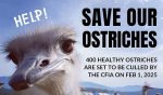 2025-01-31    UPDATE - A setback I haven't yet posted.  The cull is to proceed.  Pandemonium. / /    CFIA (Cdn Food Inspection Agency)  directive to "Cull the Ostriches"  is not going to happen as directed by Cortnie Fotheringham - Operation Chief Command Officer