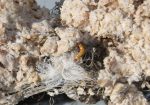 2018-03-09 Study says neonicotinoid ban not the answer, Western Producer